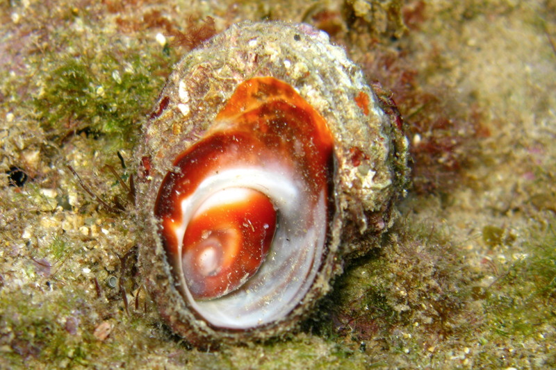 Foto di molluschi da Cipro